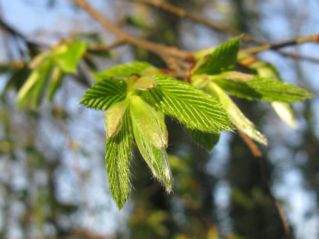 Carpinus ? Ostrya?  Ostrya  carpinifolia (cfr.)