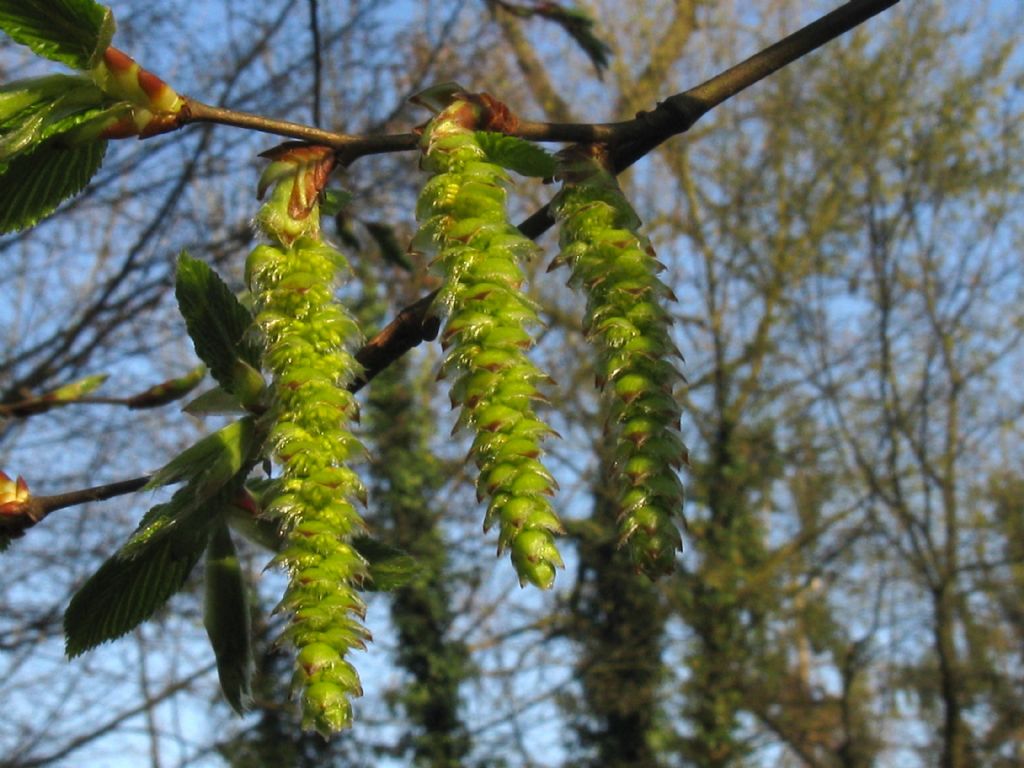 Carpinus ? Ostrya?  Ostrya  carpinifolia (cfr.)