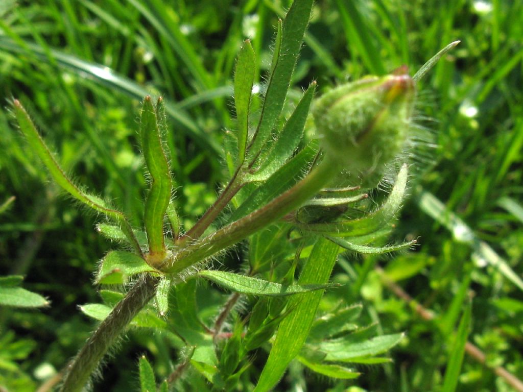 Ranuncolo...?  Ranunculus bulbosus !