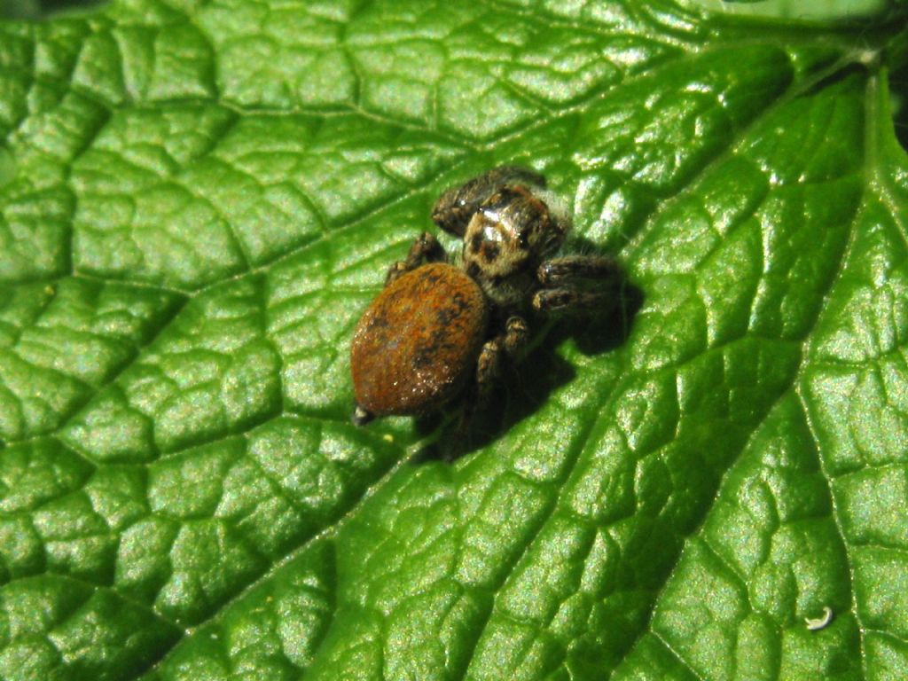 Carrhotus xanthogramma -  Monza (MB)