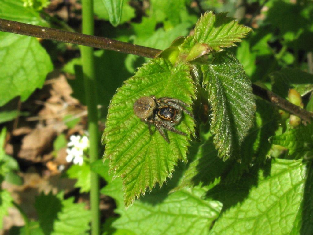 Carrhotus xanthogramma -  Monza (MB)