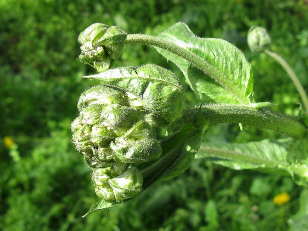 Crepis vesicaria?  S !