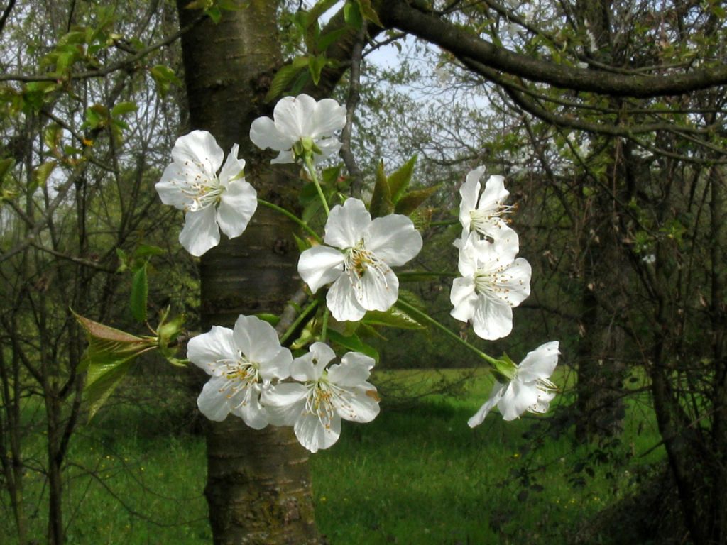 Quale Ciliegio?  Prunus avium