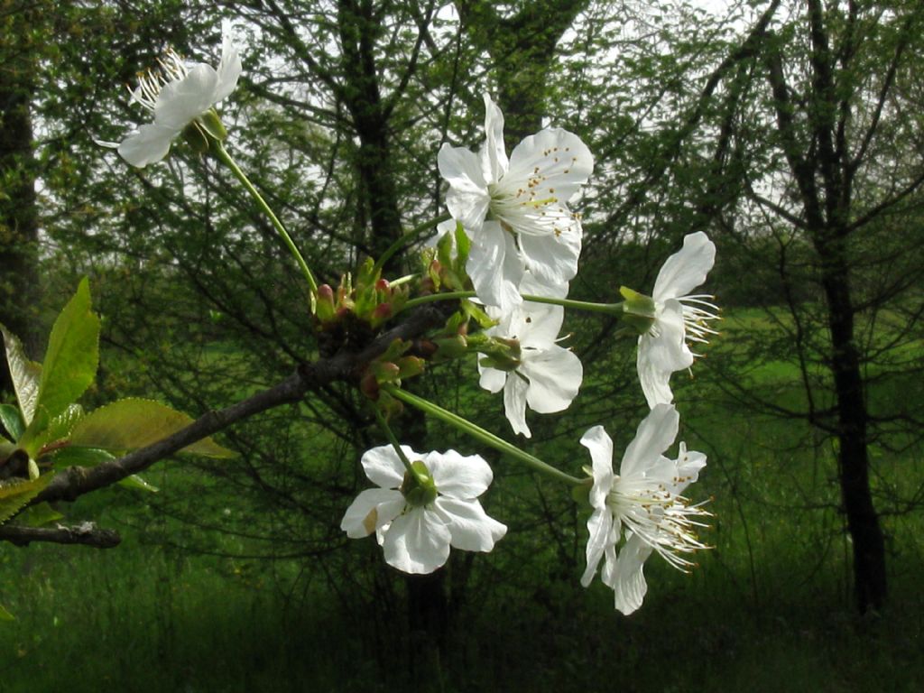 Quale Ciliegio?  Prunus avium