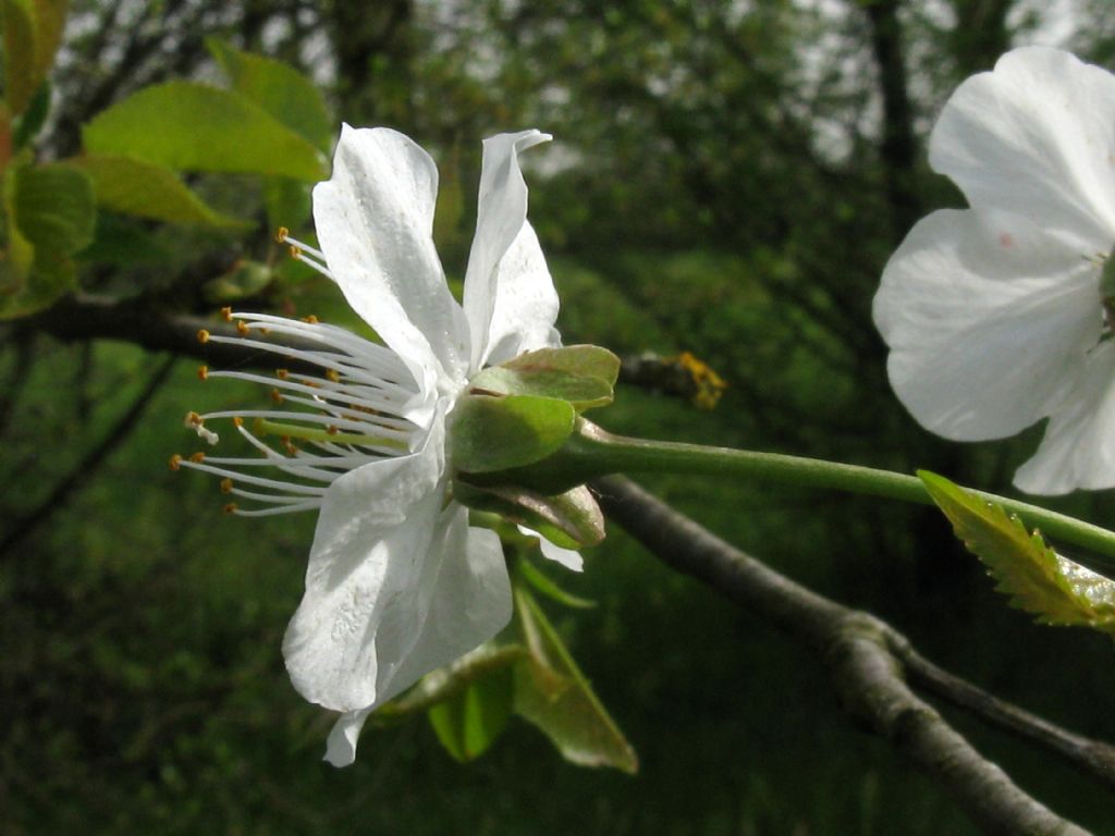 Quale Ciliegio?  Prunus avium