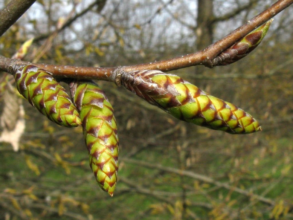 Carpinus ? Ostrya?  Ostrya  carpinifolia (cfr.)