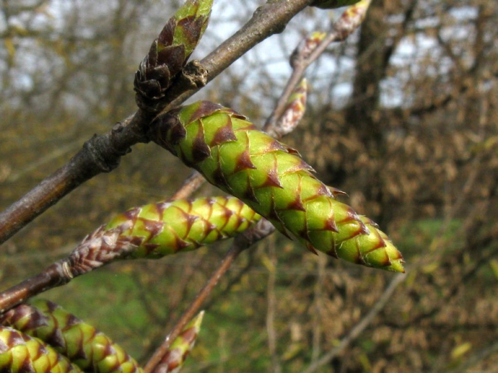 Carpinus ? Ostrya?  Ostrya  carpinifolia (cfr.)