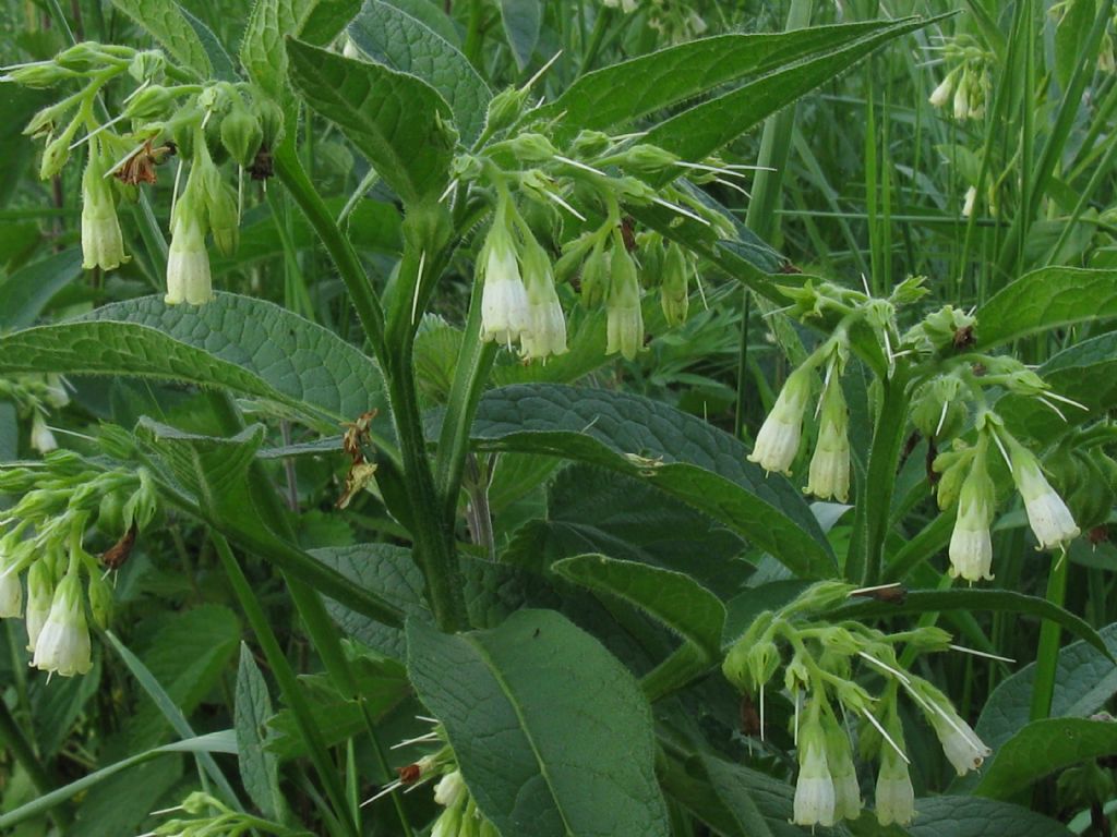 Symphytum tuberosum?  No! Symphytum officinale L.