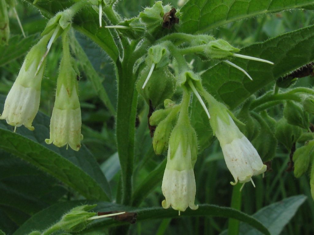 Symphytum tuberosum?  No! Symphytum officinale L.