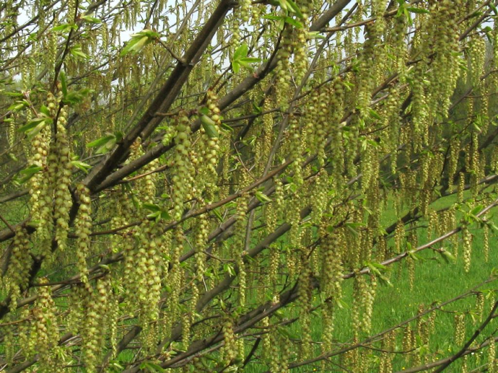 Carpinus ? Ostrya?  Ostrya  carpinifolia (cfr.)