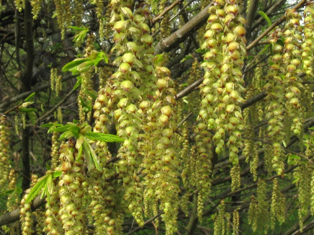 Carpinus ? Ostrya?  Ostrya  carpinifolia (cfr.)