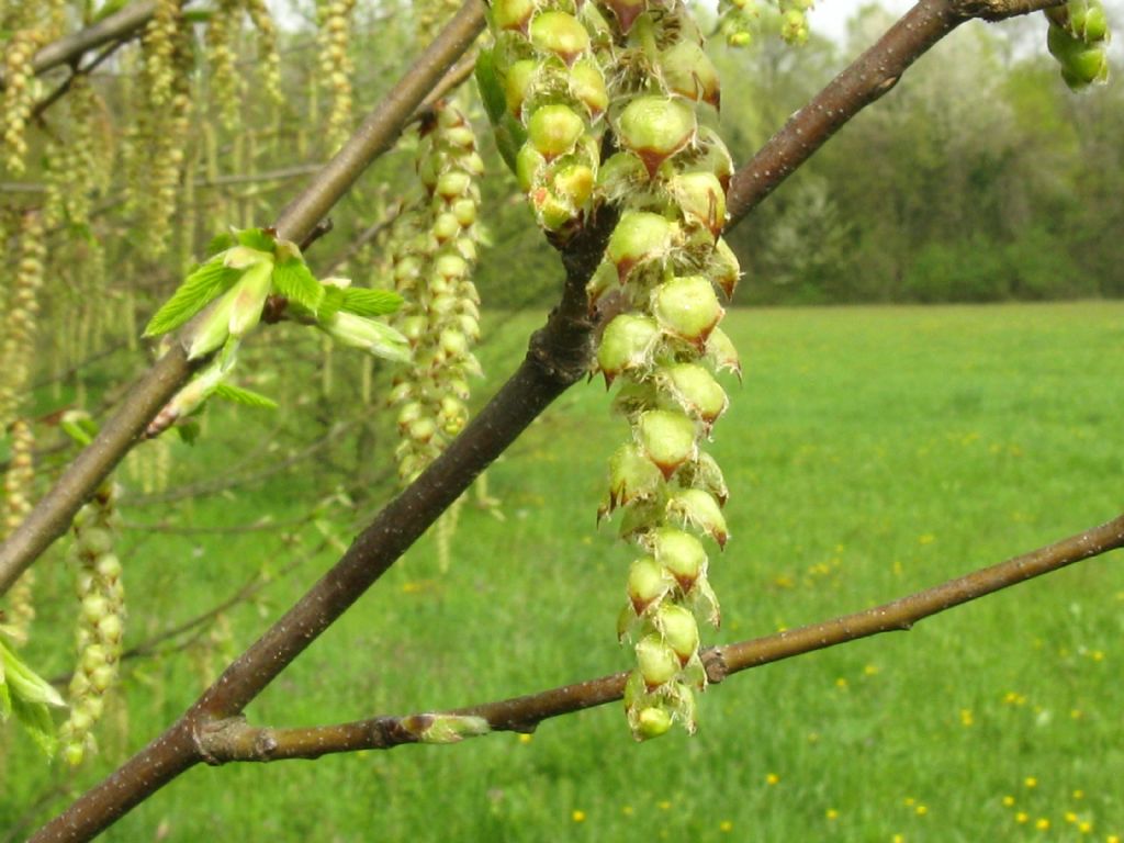 Carpinus ? Ostrya?  Ostrya  carpinifolia (cfr.)