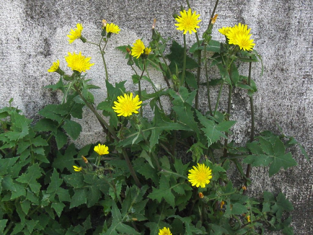 Sonchus oleraceus?