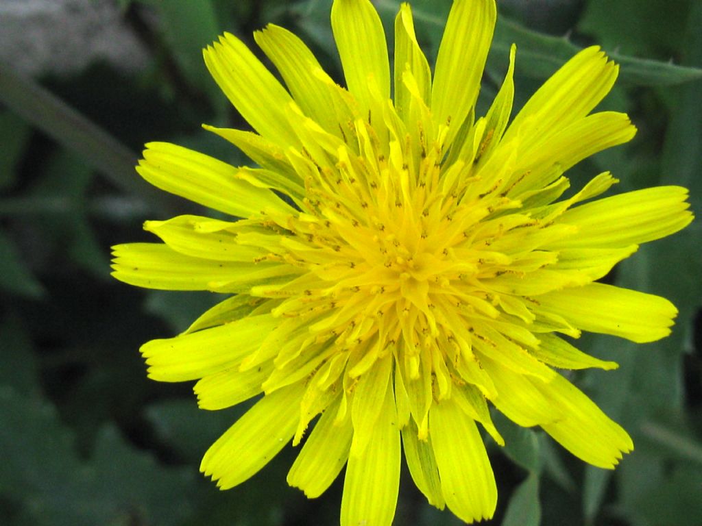 Sonchus oleraceus?