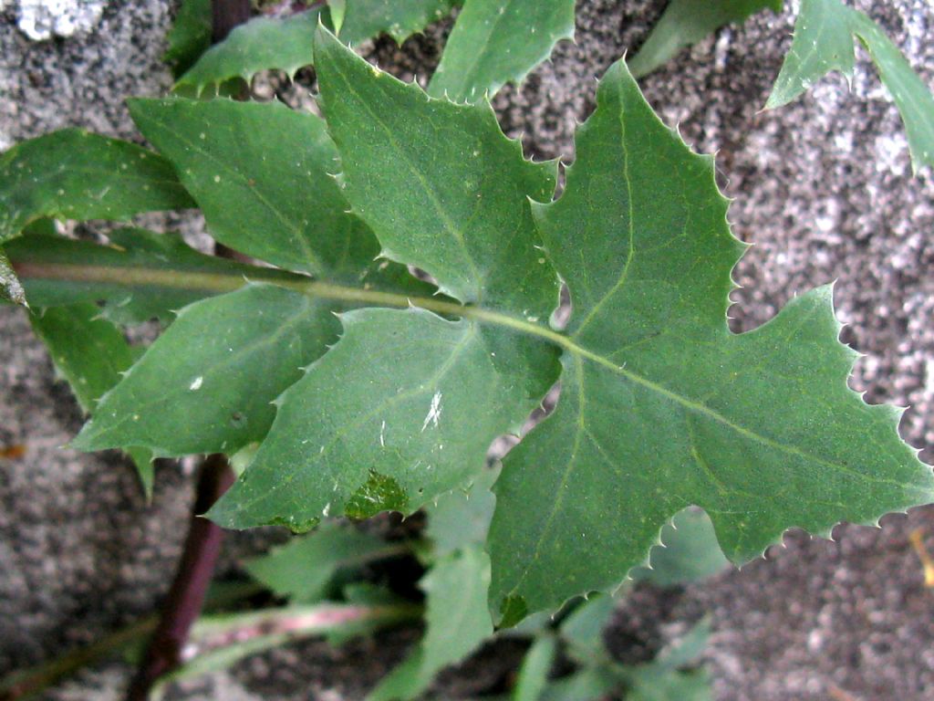 Sonchus oleraceus?