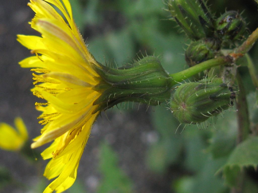 Sonchus oleraceus?