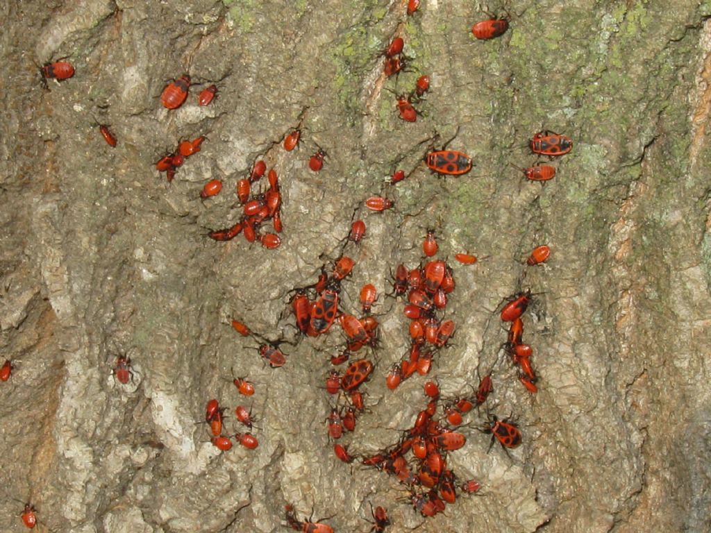 Calocoris...? No, Pyrrhocoris apterus (Pyrrhocoridae), adulti e ninfe