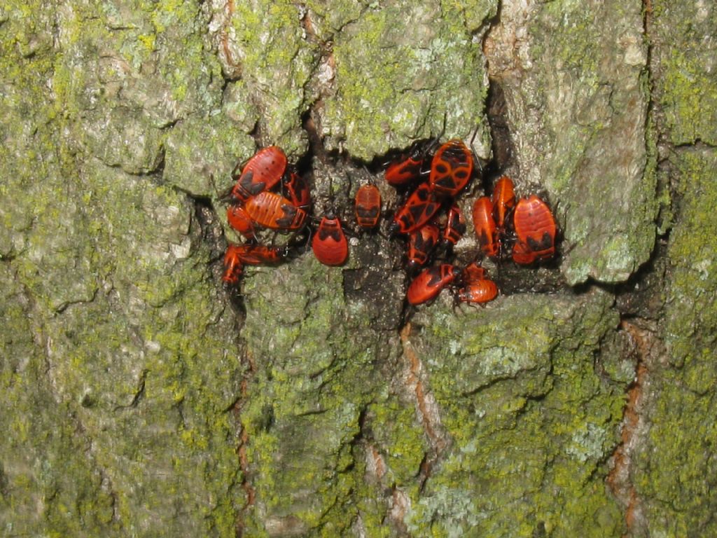 Calocoris...? No, Pyrrhocoris apterus (Pyrrhocoridae), adulti e ninfe