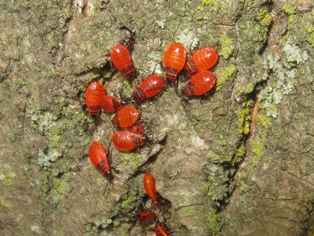 Calocoris...? No, Pyrrhocoris apterus (Pyrrhocoridae), adulti e ninfe