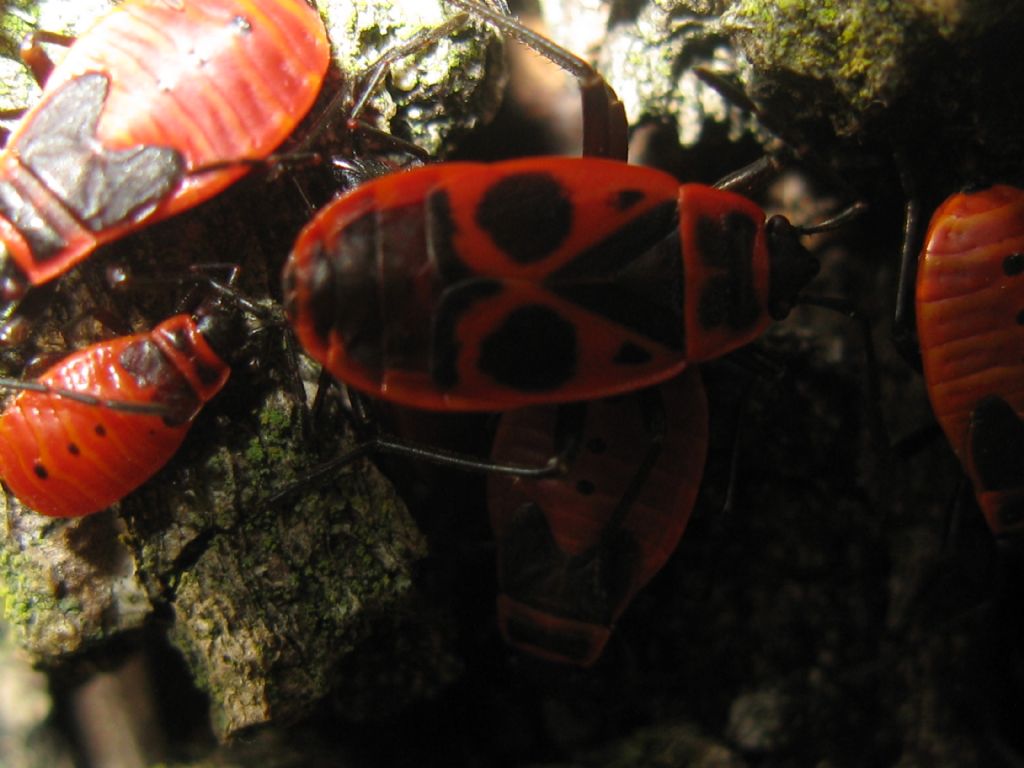 Calocoris...? No, Pyrrhocoris apterus (Pyrrhocoridae), adulti e ninfe