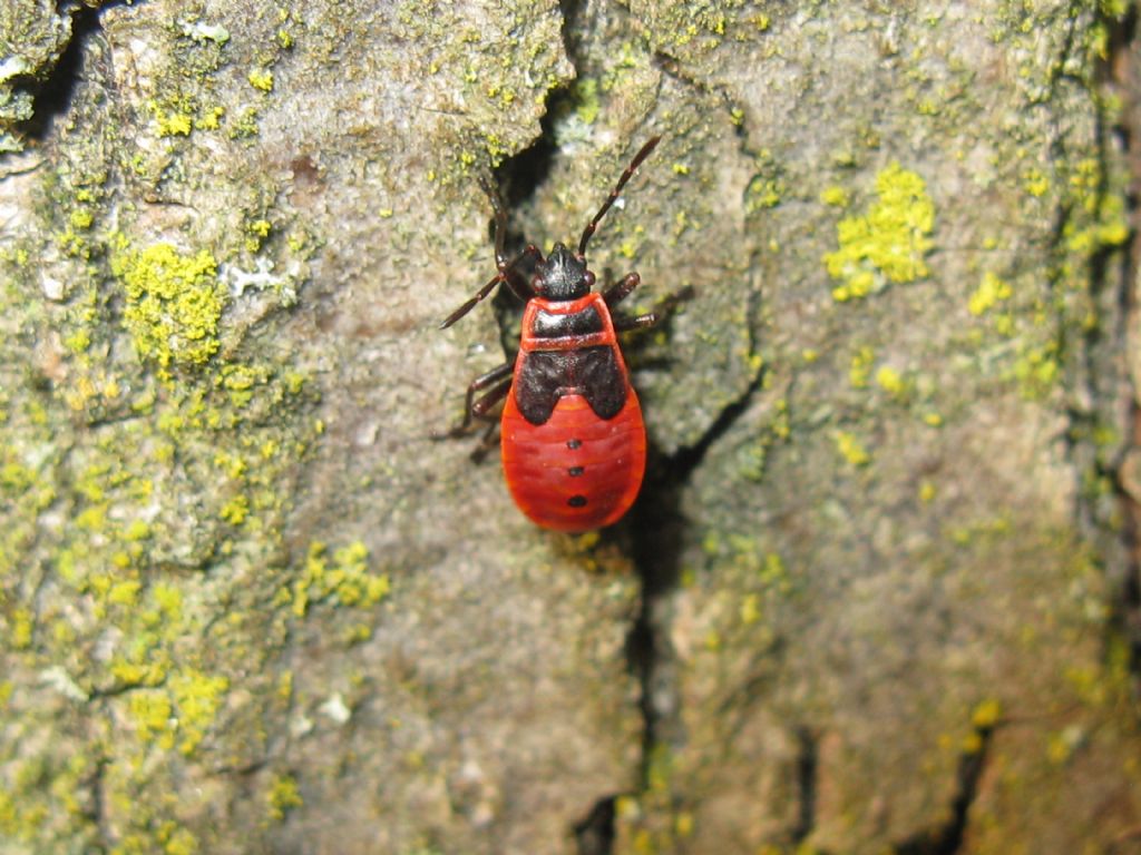 Calocoris...? No, Pyrrhocoris apterus (Pyrrhocoridae), adulti e ninfe