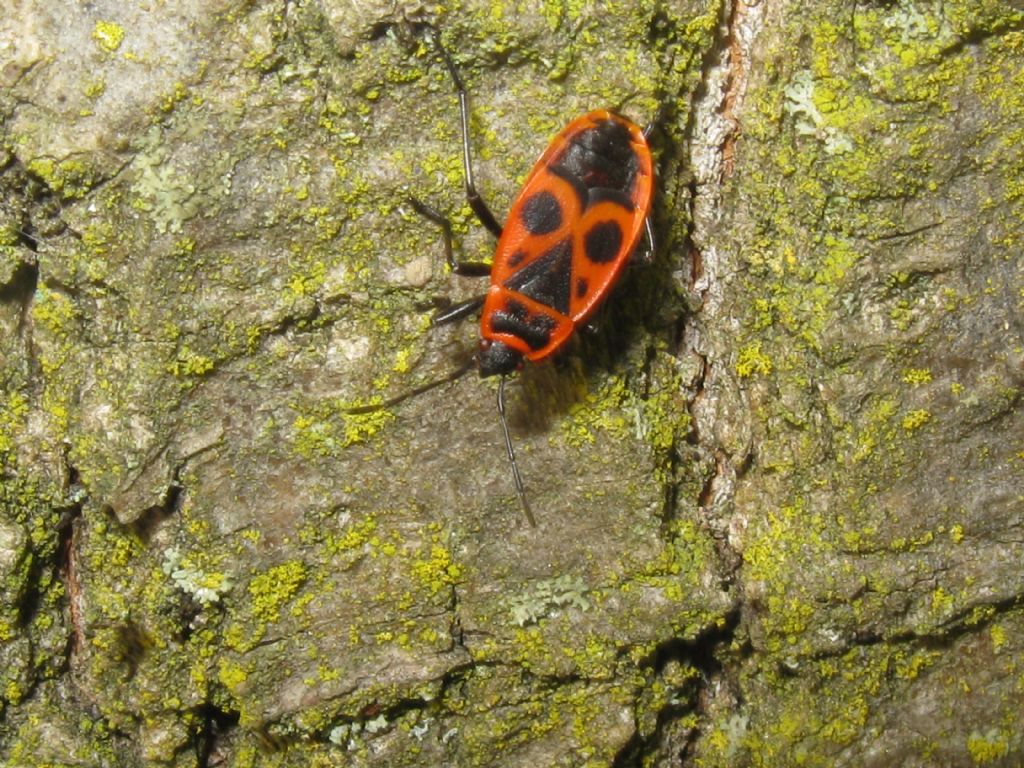 Calocoris...? No, Pyrrhocoris apterus (Pyrrhocoridae), adulti e ninfe