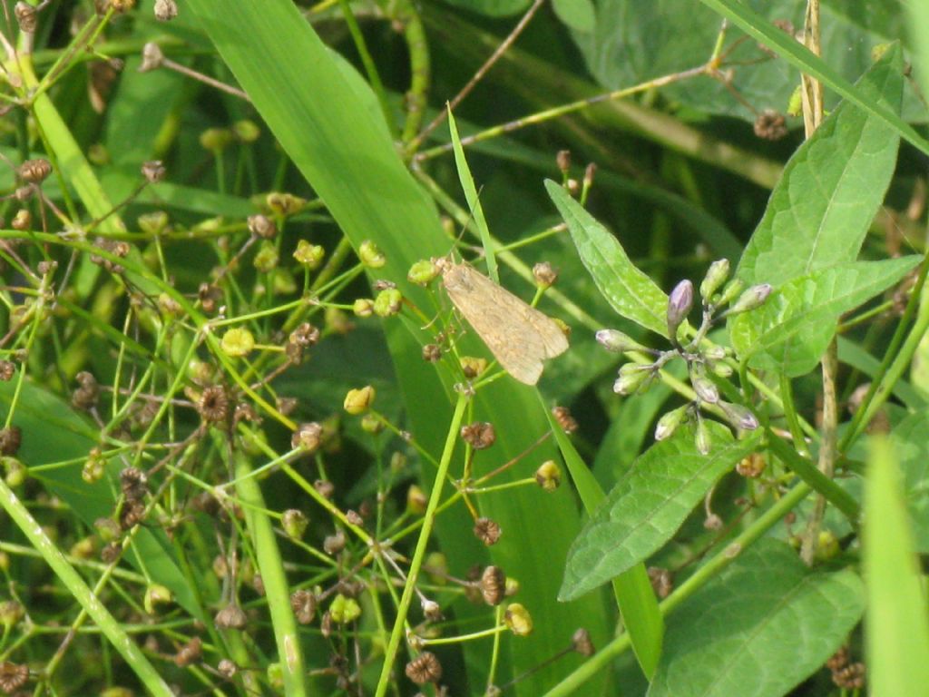 Udea ferrugalis? No, Nomophila noctuella