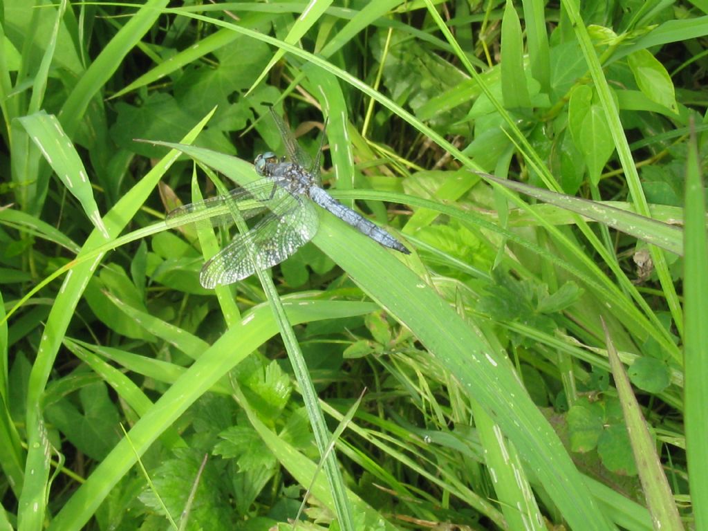 Orthetrum coerulescens?  S !