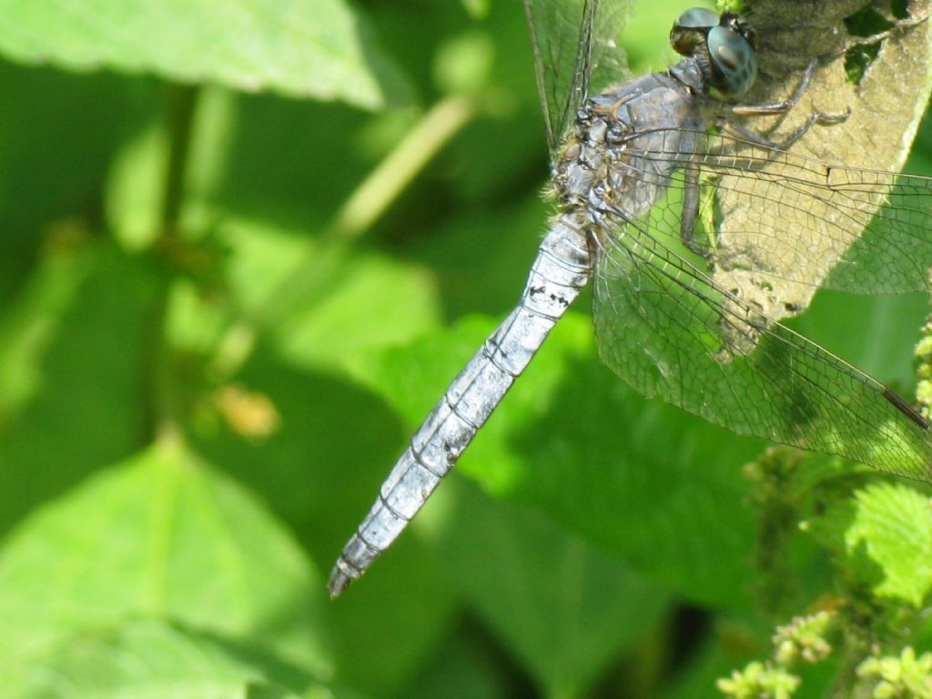 Orthetrum coerulescens?  S !