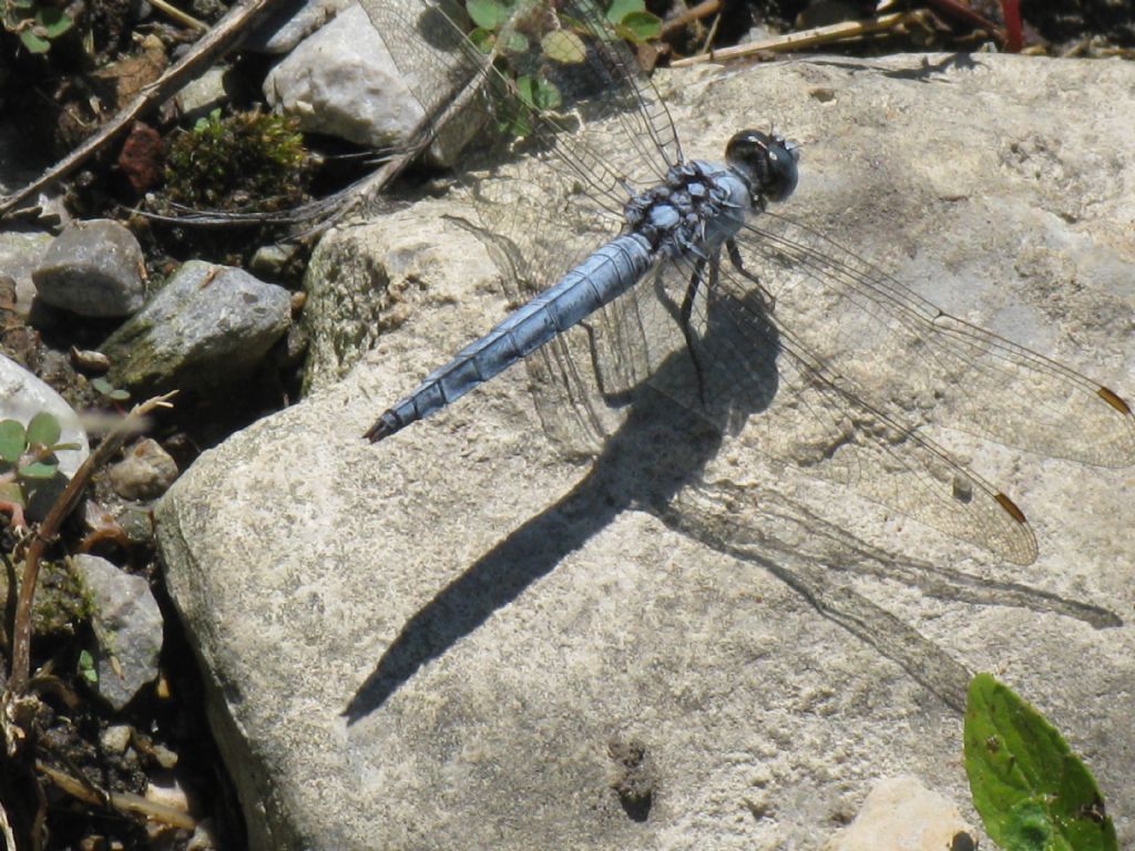 Orthetrum...? brunneum