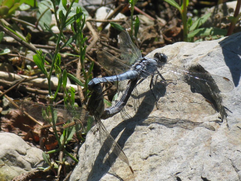 Coppia di Orthetrum brunneum? s