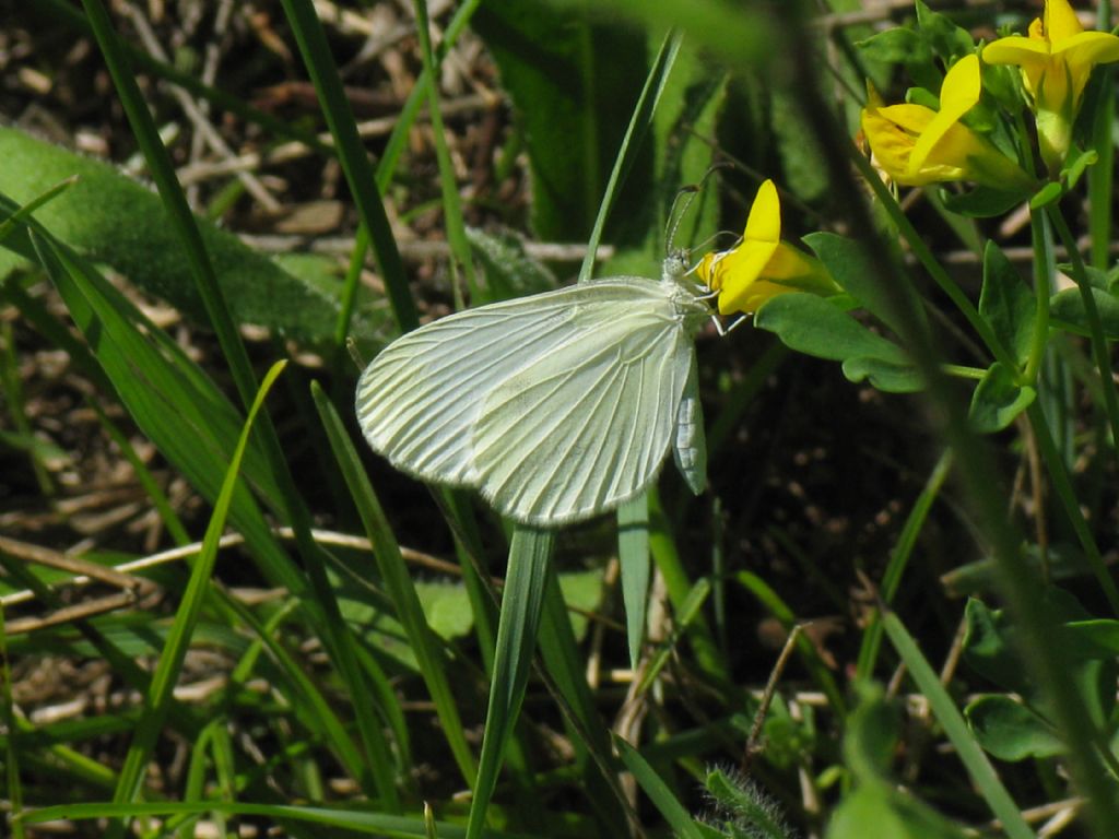 Pieris...? No, Leptidea sinapis (Pieridae)