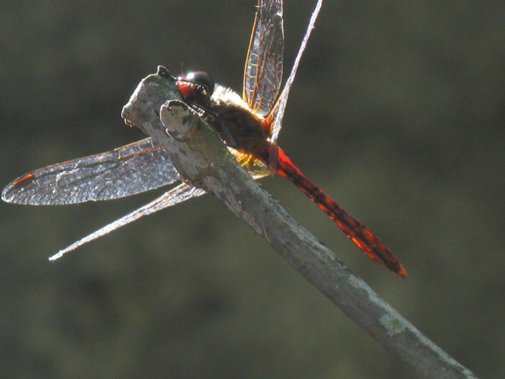 Sympetrum sanguineum? no, fonscolombii