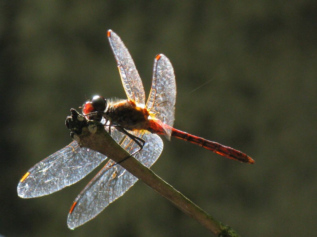 Sympetrum sanguineum? no, fonscolombii