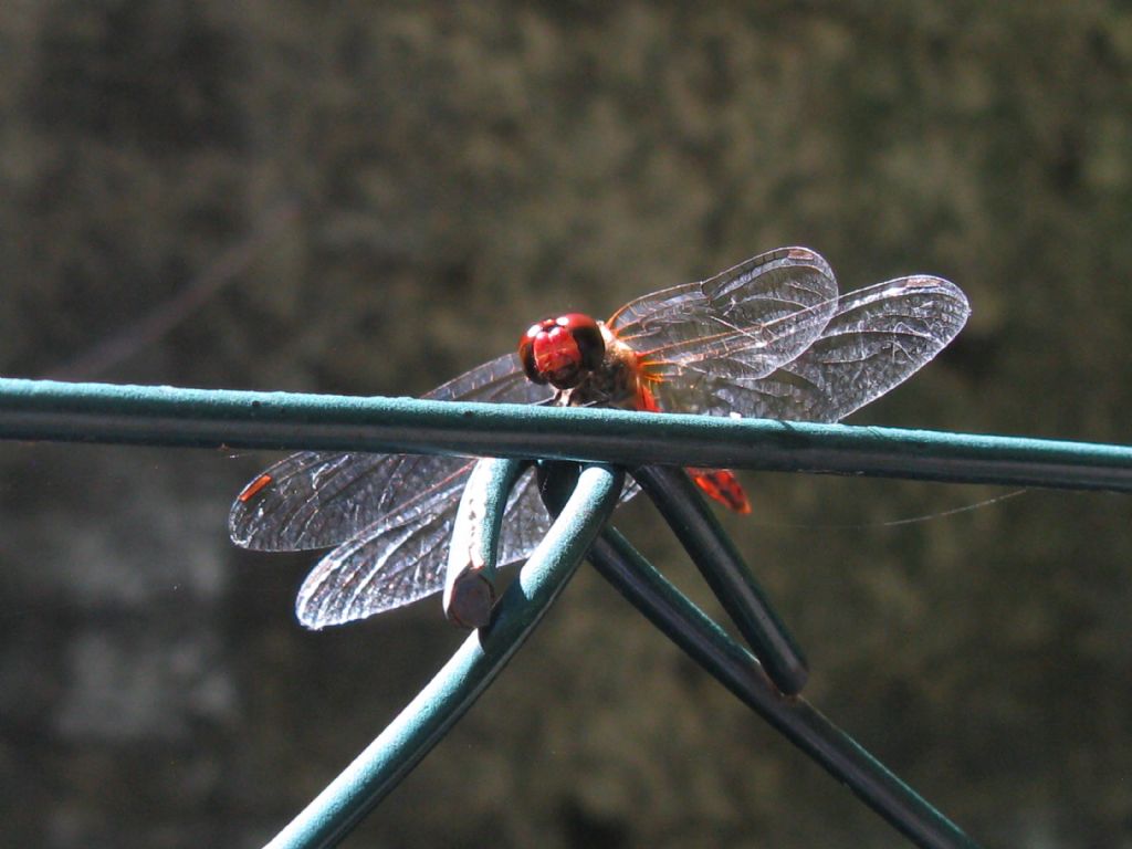 Sympetrum sanguineum? no, fonscolombii