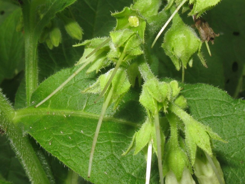 Symphytum tuberosum?  No! Symphytum officinale L.