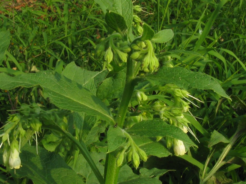 Symphytum tuberosum?  No! Symphytum officinale L.