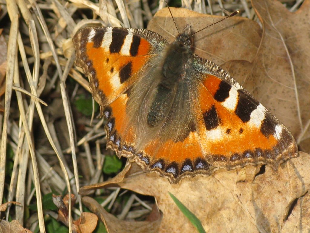 Aglais urticae