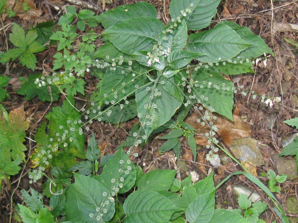 Circaea lutetiana (Onagraceae)