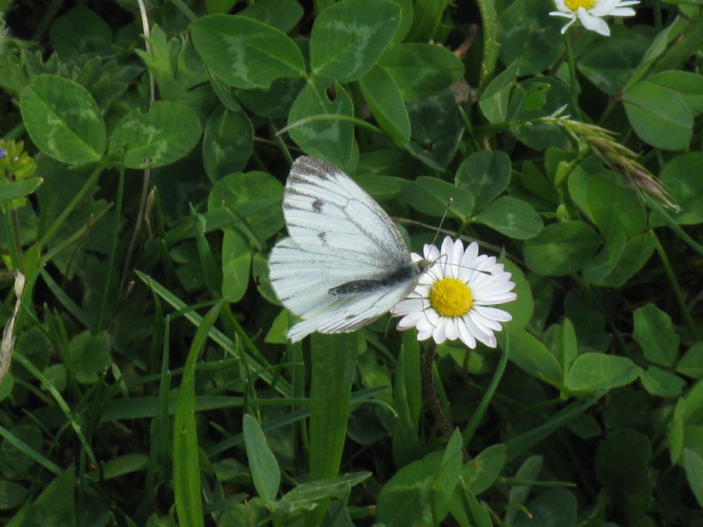 Pieris napi femmina?  S !