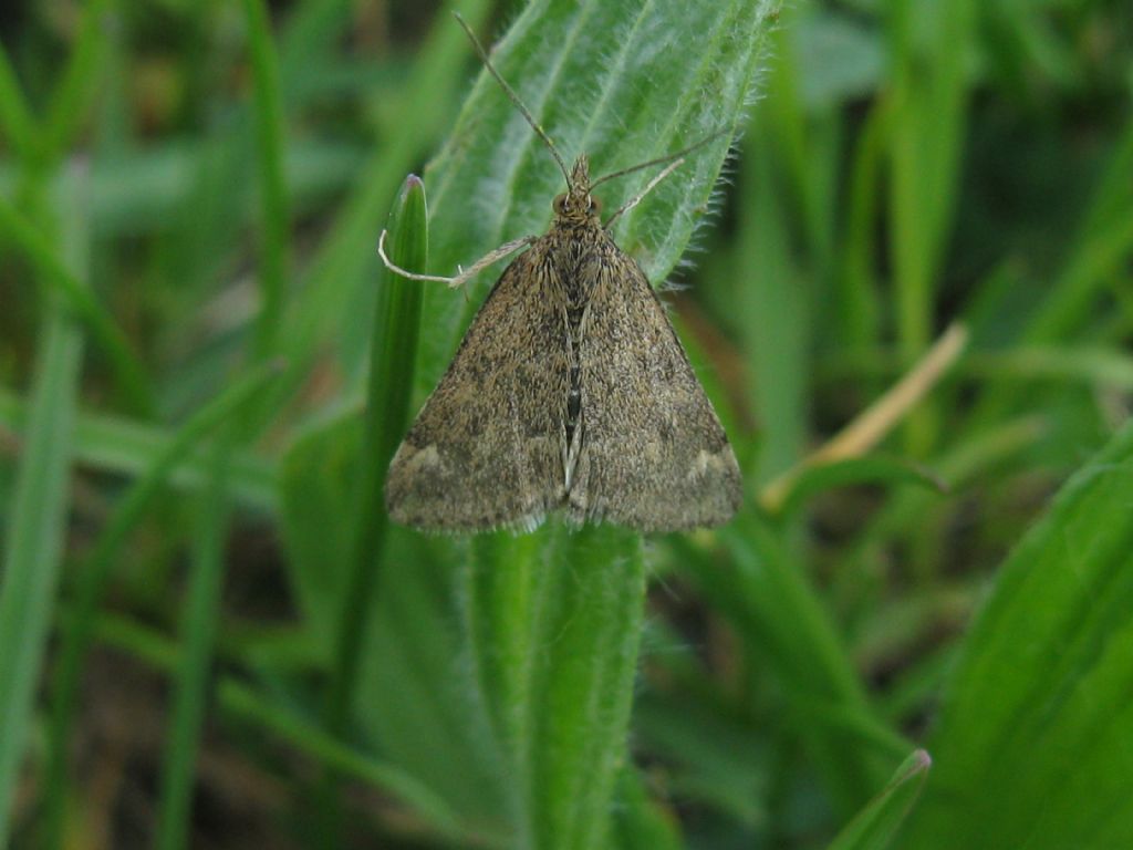 Pyrausta despicata?  S !