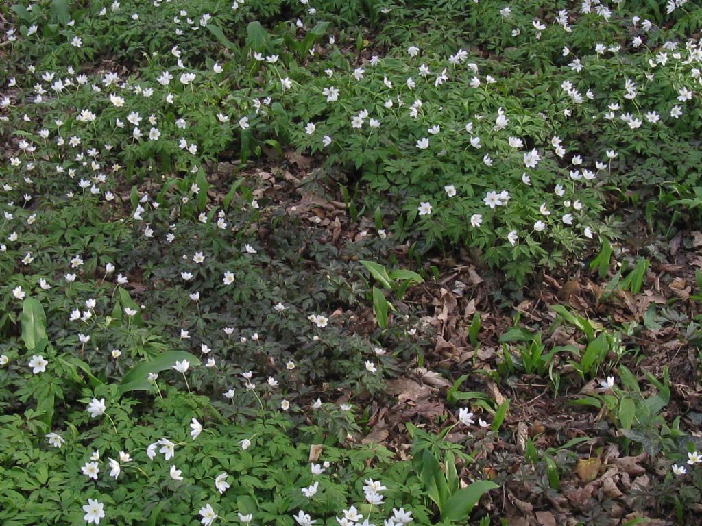 Anemone nemorosa