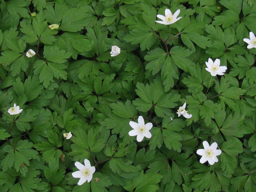 Anemone nemorosa