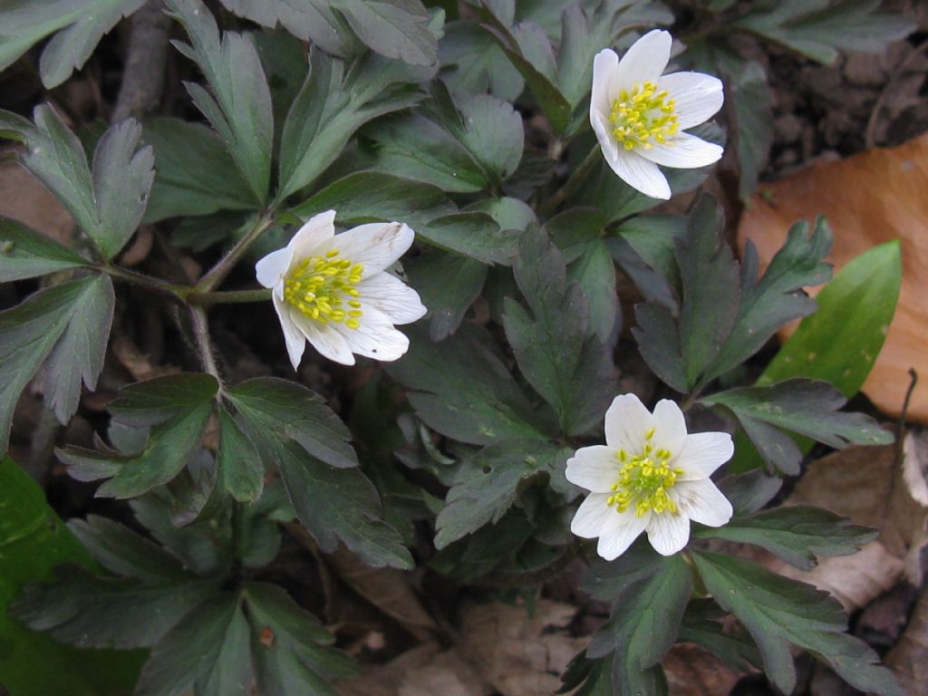 Anemone nemorosa