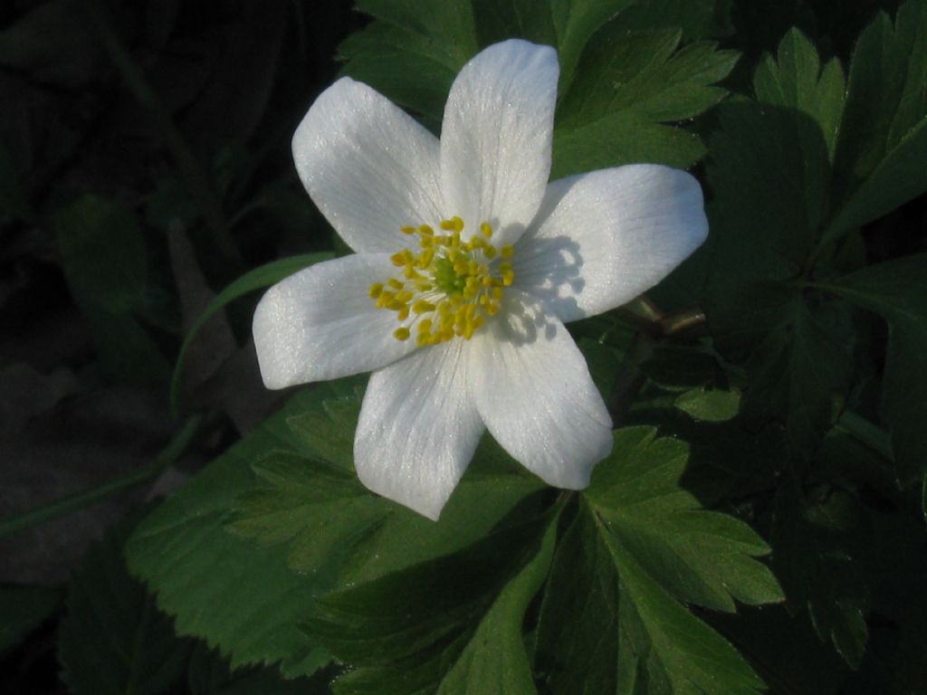 Anemone nemorosa