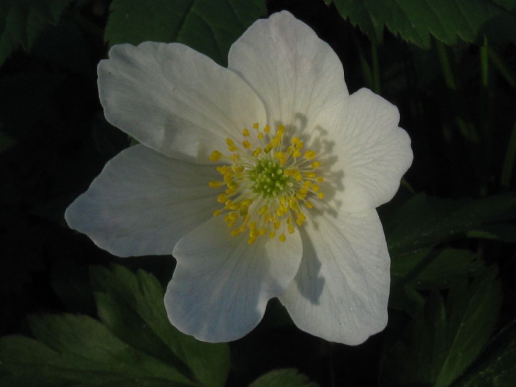 Anemone nemorosa