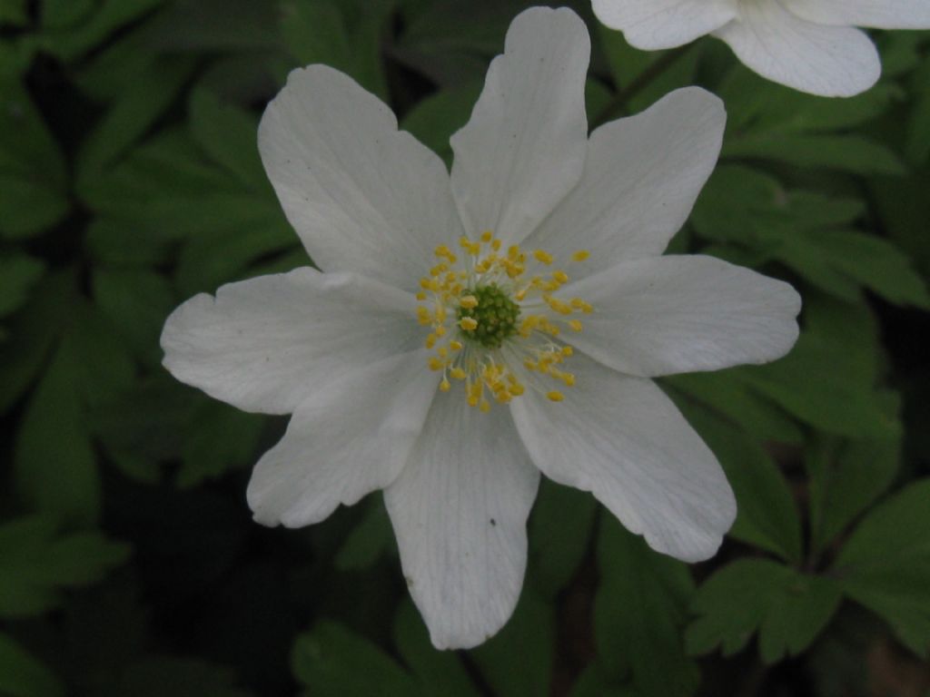 Anemone nemorosa