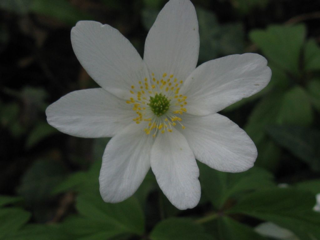 Anemone nemorosa