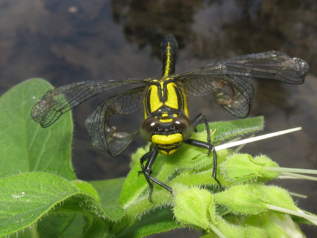 Gomphus vulgatissimus F