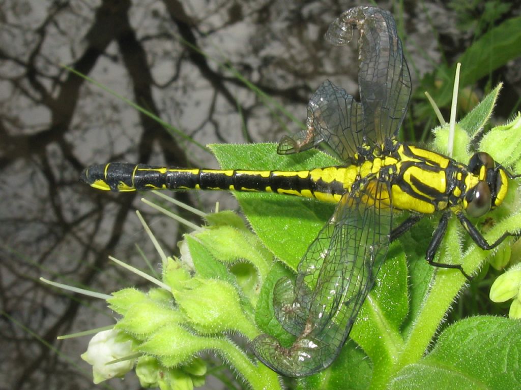 Gomphus vulgatissimus F